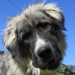 Mischling Mapache, 08/2024, ca. 65 cm