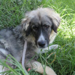 Mischling Mapache, 08/2024, ca. 65 cm