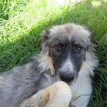 Mischling Mapache, 08/2024, ca. 65 cm