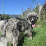 Mischling Mapache, 08/2024, ca. 65 cm