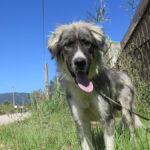 Mischling Mapache, 08/2024, ca. 65 cm