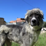 Mischling Mapache, 08/2024, ca. 65 cm