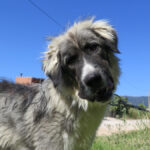 Mischling Mapache, 08/2024, ca. 65 cm