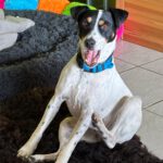 Bodeguero Marcos, 08/2022, ca. 45 cm, 30629 Hannover