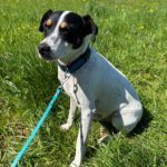 Bodeguero Marcos, 08/2022, ca. 45 cm, 30629 Hannover