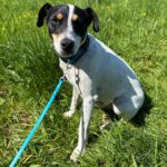 Bodeguero Marcos, 08/2022, ca. 45 cm, 30629 Hannover