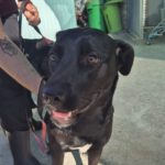 Labrador Mischling Mariette, 10/2023, ca. 55 cm