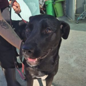 Labrador Mischling Mariette, 10/2023, ca. 55 cm