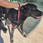 Labrador Mischling Mariette, 10/2023, ca. 55 cm