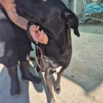 Labrador Mischling Mariette, 10/2023, ca. 55 cm