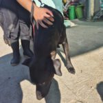 Labrador Mischling Mariette, 10/2023, ca. 55 cm