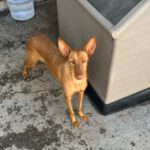 Podenco Martina, 08/2023, ca. 45 cm