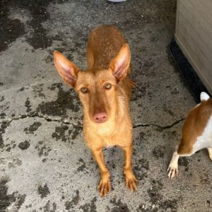 Podenco Martina, 08/2023, ca. 45 cm