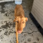 Podenco Martina, 08/2023, ca. 45 cm