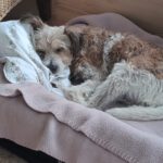 Yorkshire Terrier Mischling Mayo, 06/2013, ca. 40 cm, 75395 Ostelsheim