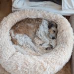 Yorkshire Terrier Mischling Mayo, 06/2013, ca. 40 cm, 75395 Ostelsheim