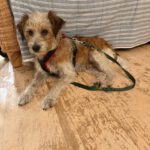 Yorkshire Terrier Mischling Mayo, 06/2013, ca. 40 cm, 75395 Ostelsheim