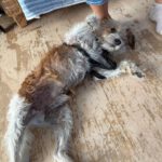 Yorkshire Terrier Mischling Mayo, 06/2013, ca. 40 cm, 75395 Ostelsheim