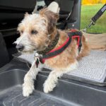 Yorkshire Terrier Mischling Mayo, 06/2013, ca. 40 cm, 75395 Ostelsheim