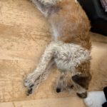 Yorkshire Terrier Mischling Mayo, 06/2013, ca. 40 cm, 75395 Ostelsheim