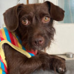 Mischling Kaktus, 01/2025, Endgröße ca. 45 cm