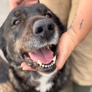 Mischling Mercedes, 03/2017, 68 cm, 20357 Hamburg