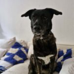 Mischling Mercedes, 03/2017, 68 cm, 20357 Hamburg