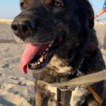 Mischling Mercedes, 03/2017, 68 cm, 20357 Hamburg