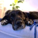 Mischling Mercedes, 03/2017, 68 cm, 20357 Hamburg