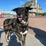 Mischling Mercedes, 03/2017, 68 cm, 20357 Hamburg