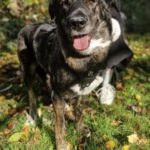 Mischling Mercedes, 03/2017, 68 cm, 20357 Hamburg