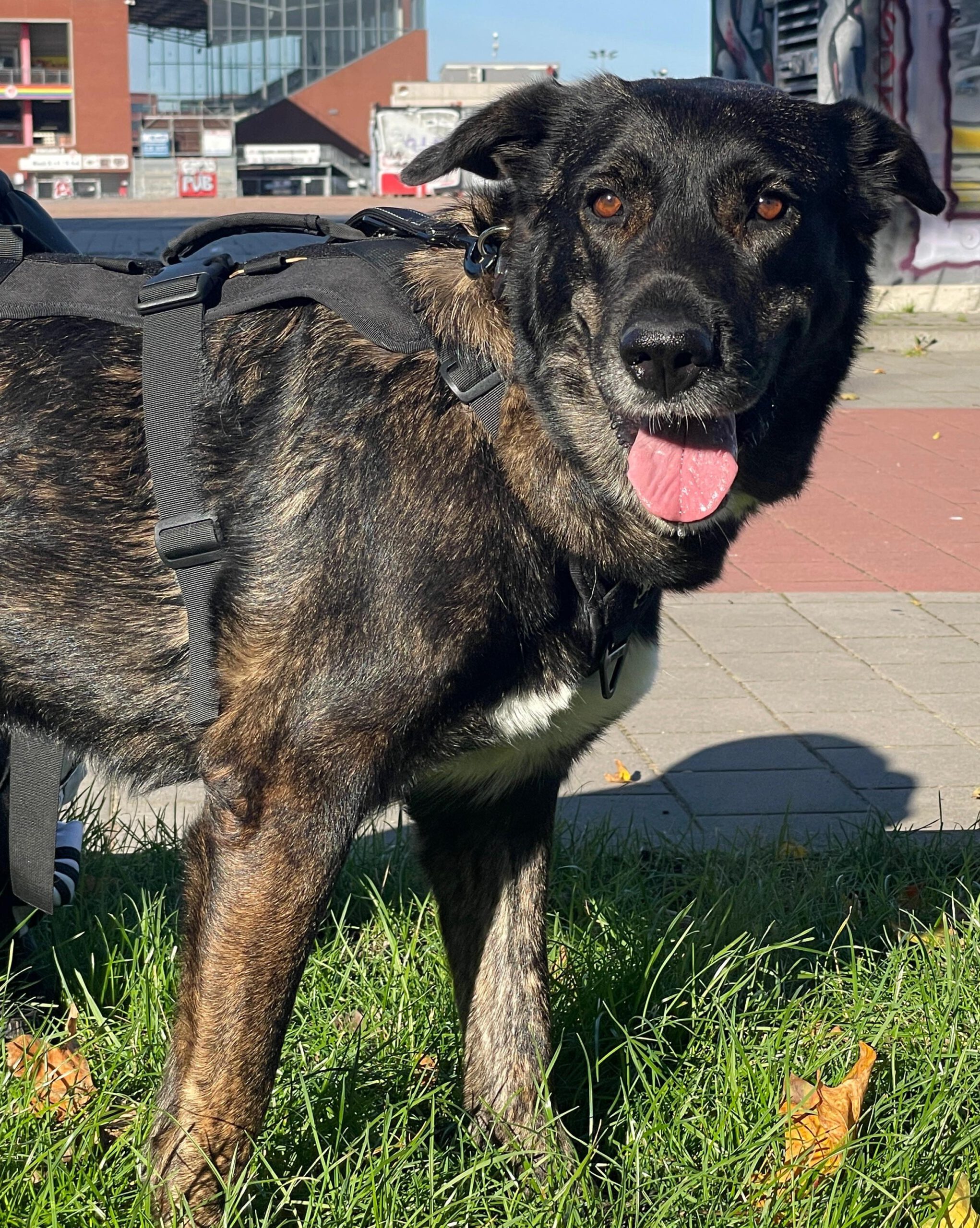 Mischling Mercedes, 03/2017, 68 cm, 20357 Hamburg