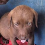 Mischling Merle, 06/2025, 40-45 cm