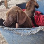 Mischling Merle, 06/2025, 40-45 cm