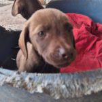 Mischling Merle, 06/2025, 40-45 cm