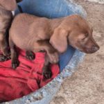 Mischling Merle, 06/2025, 40-45 cm