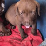 Mischling Merle, 06/2025, 40-45 cm