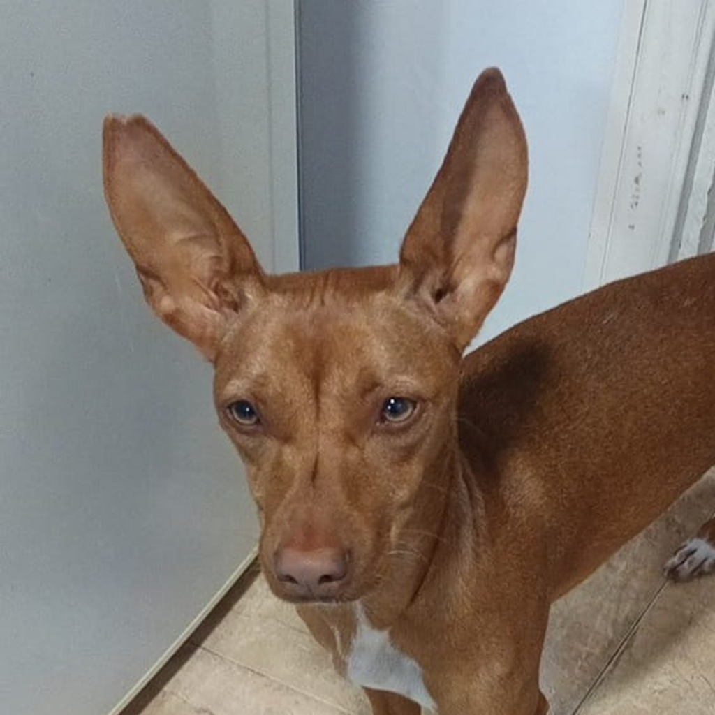 Podenco Mia, 11/2023, ca. 40 cm