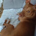 Podenco Mia, 11/2023, ca. 40 cm
