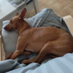 Podenco Mia, 11/2023, ca. 40 cm