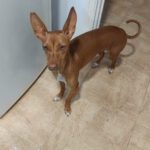 Podenco Mia, 11/2023, ca. 40 cm