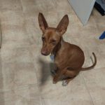 Podenco Mia, 11/2023, ca. 40 cm