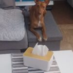 Podenco Mia, 11/2023, ca. 40 cm