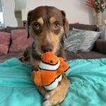 Mischling Mighty, 05/2017, ca. 45 cm, 21729 Wiepenkathen