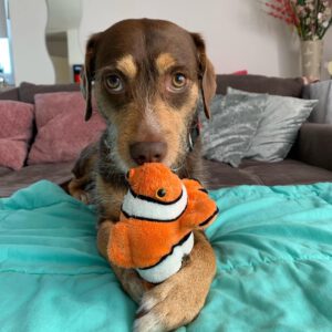 Mischling Mighty, 05/2017, ca. 45 cm, 21729 Wiepenkathen