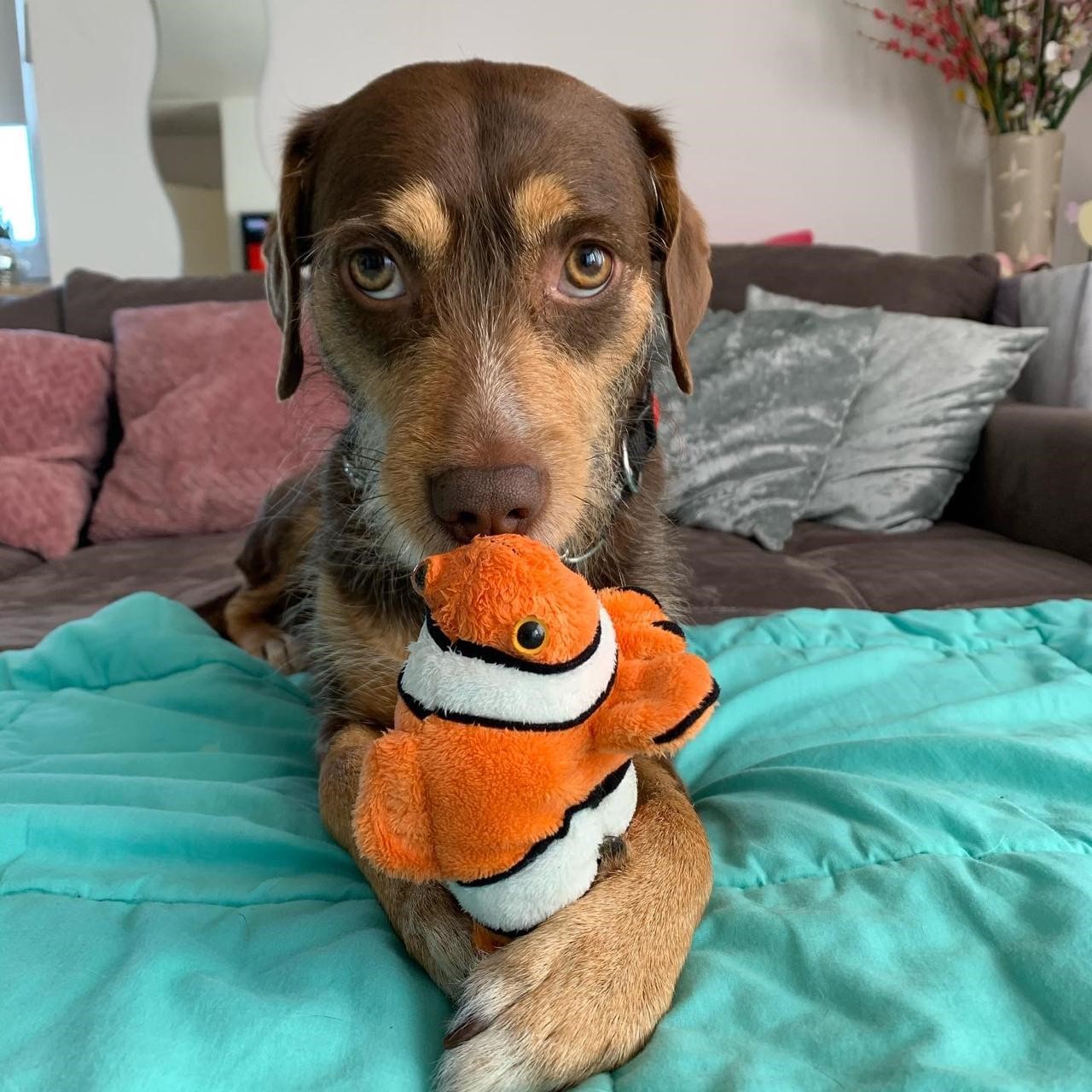 Mischling Mighty, 05/2017, ca. 45 cm, 21729 Wiepenkathen