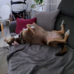 Mischling Mighty, 05/2017, ca. 45 cm, 21729 Wiepenkathen