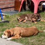 Mischling Mighty, 05/2017, ca. 45 cm, 21729 Wiepenkathen