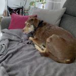 Mischling Mighty, 05/2017, ca. 45 cm, 21729 Wiepenkathen