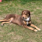 Mischling Mighty, 05/2017, ca. 45 cm, 21729 Wiepenkathen